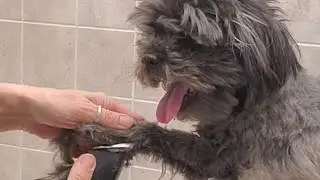 Nervous Shih-Tzu/Lhasa full groom, fidgety with legs, dog grooming no restraints
