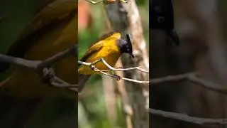 Vibrant Bulbul