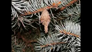 Buzzing with Bagworms