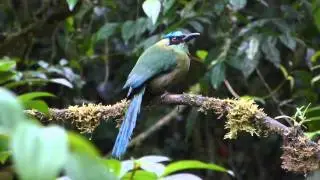 Highland Andean Motmot at Bombuscaro, Zamora, Ecuador