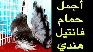هل شاهدت حمامة الفانتيل الهندي بهذا الجمال؟-تربية الحمام-Indian vantail pigeon