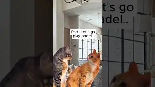 When they ask you to go play padel...  #padel #funny #dance #meme