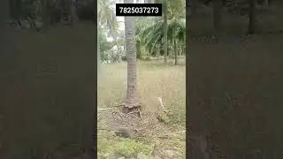 1.35 acre agriculture land for sale in Salem mallu to vennanthur road