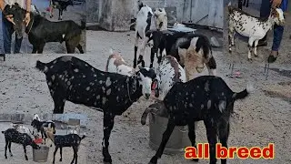 all breed Hyderabad goat Agra bridge beetle male black in Hyderabad
