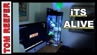 ROCK FLOWERS REPRODUCING IN 6 GALLONS - Q/A #51