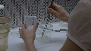 Undergaduate Scientist Works on Apple Root Stock