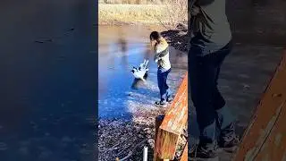Dogs imitate human behavior #dogs #doglover #funny #funnyvideo #youtube #fyp #dog