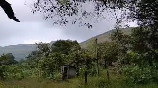 Forest Mini Vlogs।। #forestvlog #minivlog #gaonkezindagi #desivlog #biharvlog #siwan #forest 