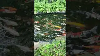 Fred's Koi Pond