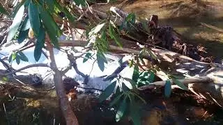 Gee Creek falls
