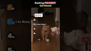 Ranking Funniest Cat Sound