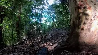 Newlands Forest Singletrack