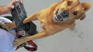 Munich dog attack drone pilot
