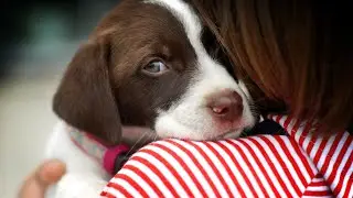 3 Signs Your Dog is Stressed &ndash; & How to Calm Them Down!