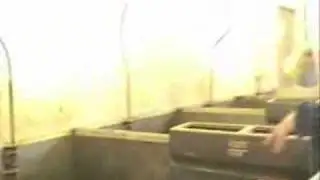 Выставочные свиньи Мойера