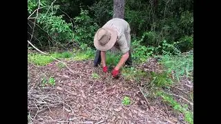 Asparagus Fern Removal