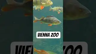 A Romantic Walk Through Vienna Zoo | Gentle 4K Walking Tour with Natural Sounds