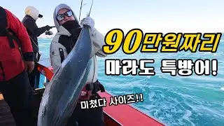 낚시로 잡은 레전드 특방어!! 이 메탈로 바꿨더니 바로 물어버리는데요??