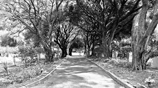 Lost in the Cemetery, Perth WA. 