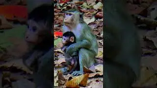 Adorable baby monkey Amelia #Anna #monkey #shorts
