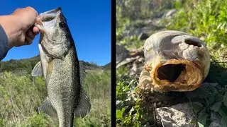 Back to Lake Hodges【San Diego BASS Fishing】