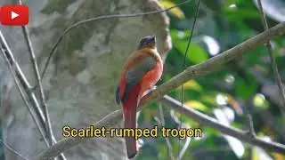 Jom memburung..let's birding.