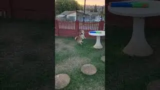 Corgi catching water 