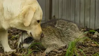 &iexcl;NADIE Pensaba Que Un PERRO Y Un MAPACHE Ser&iacute;an Amigos, Pero M&iacute;ralos Ahora!