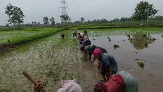 2025 Rainy Season Rice Farming Journey: From Seed to Harvest Song 2