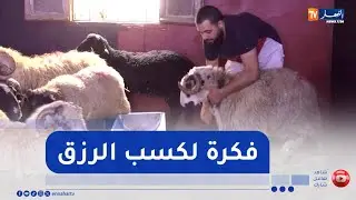 مراكز الرعاية الكباش المستوردة..   فكرة شباب لفتح باب رزق موسمية
