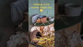 schone hokjes dag voor de muizen😁! abbonneer voor deel 2! #muizen #mice #huisdieren #pets #cute