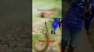 Belut Limosin penghuni kolam ikan