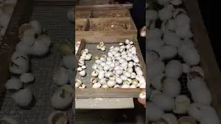 How A Chick Born From A Egg 🐣   Incubator Make Baby Chiken without mother # 33