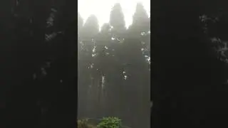 Foggy Pine Forest..... #traveler #pineforest #foggyweather #mountains #lava #westbengal  #tranding