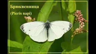 Белянка Брюквенница (Pieris napi)