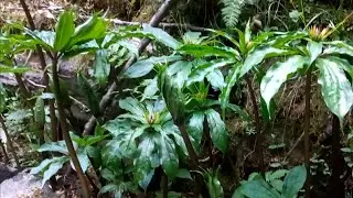 Satuwa, A Mountain Herb || Raj Gurung
