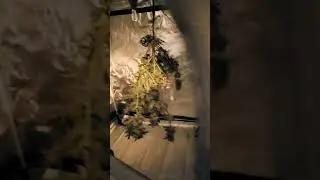 #420#harvest#seedtoharvest#cutit#L0ck3r420#lowryder#high#smoke#trending