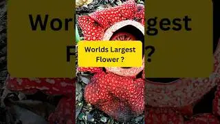 World's Largest Flower Quiz Challenge! 🌺🌍