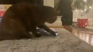MY CAT ROSE PLAYS RUSH E #Cats #Funny #RushE #Awesome #Cute #Hilarious #HelpMeMakeThisMakeSense 