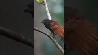 #greatercoucal #facts #viralshort #birdsoftheworld #birdfactshindi #2026 #explore