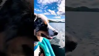 Gorgeous day for a paddle 🛶 #dogsofinstagram #australiandhepherd #kayak #ocean #explorenl