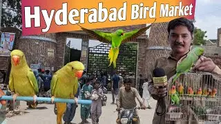 hyderabad birds market | exotic birds market hyderabad latest update 2023 | panhwar bird lover