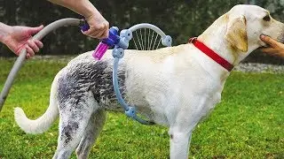 😻 10 awesome toys & gadgets for your 🐶 pets 😺