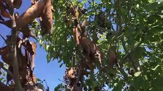 Pear Problems: Fireblight