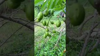 June plum fruit-ផ្លែម្កាក់​#capcut #fruit #nature #agriculture #reels #fyp #foryou #trending #viral