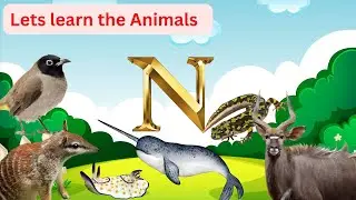 Learn the Animal- letter N