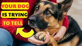 6 Hidden Signs Your Dog Truly Respects and Loves You