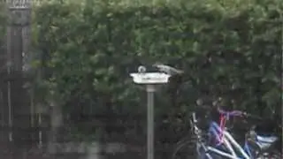 DIRT CHEAP Bird Platform Feeder How To