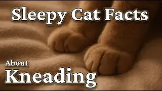 Why Do Cats Knead? (Make Biscuits) | Cats for Sleep