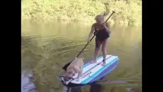 Dog Causes Woman to Fall Off of Paddleboard